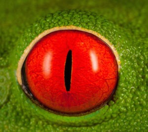 Red-eyed Tree Frog (Agalychnis callidryas) eye, Costa Rica