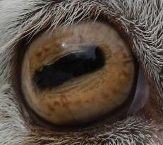 goat-eye