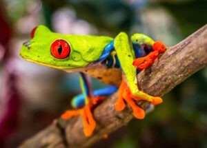 red-eyed-frog